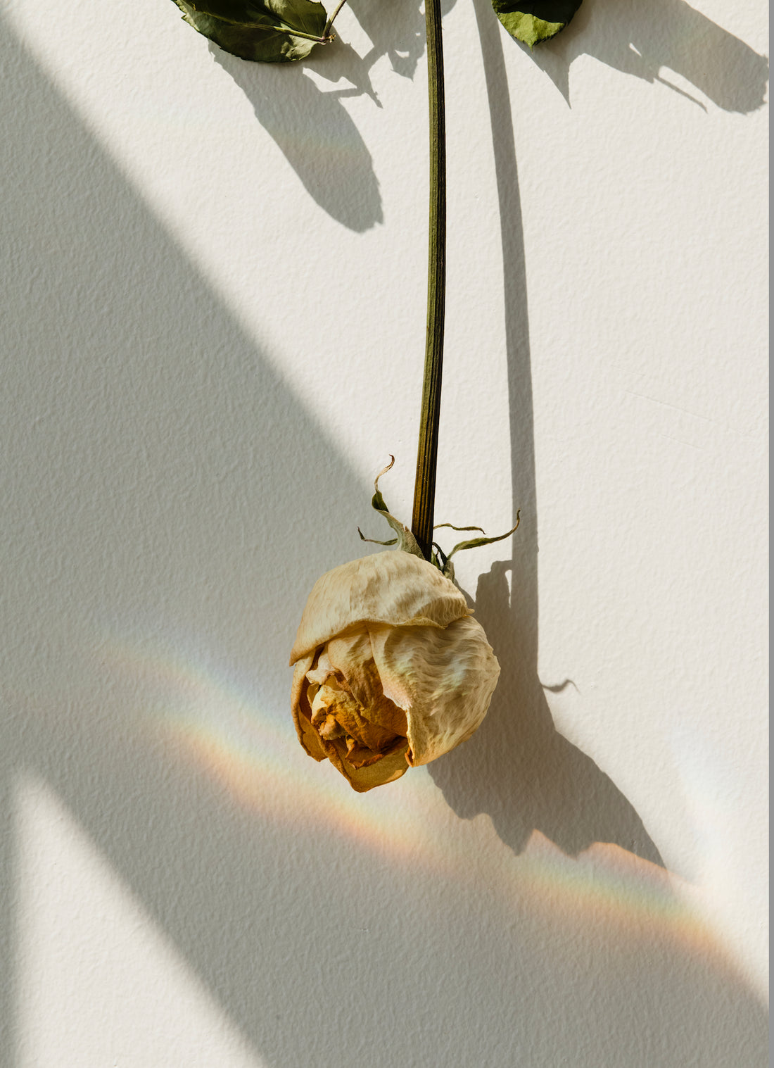A dried rose hanging against a sunlit cream wall
