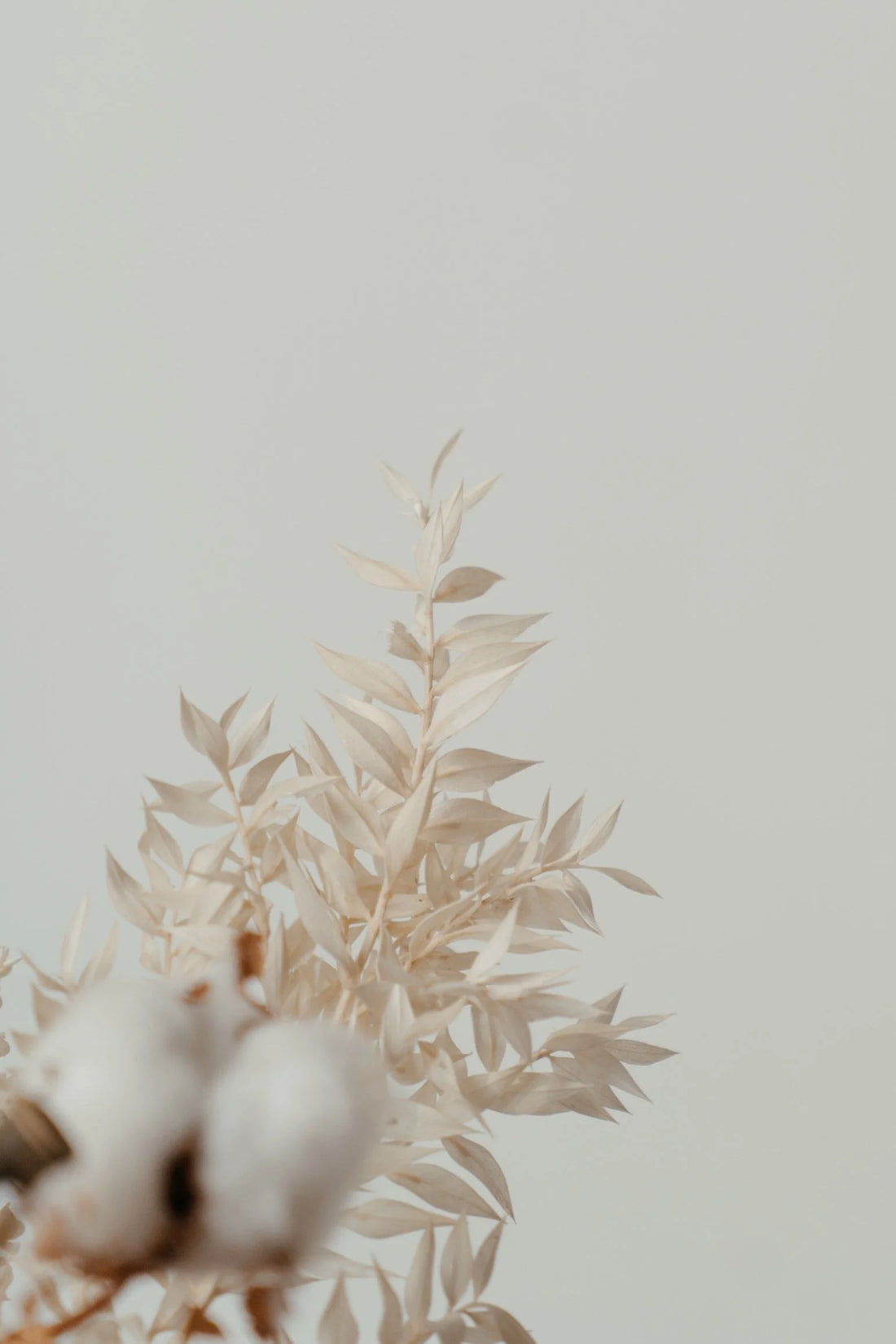 Dried cream flowers and cotton stems against a pale background