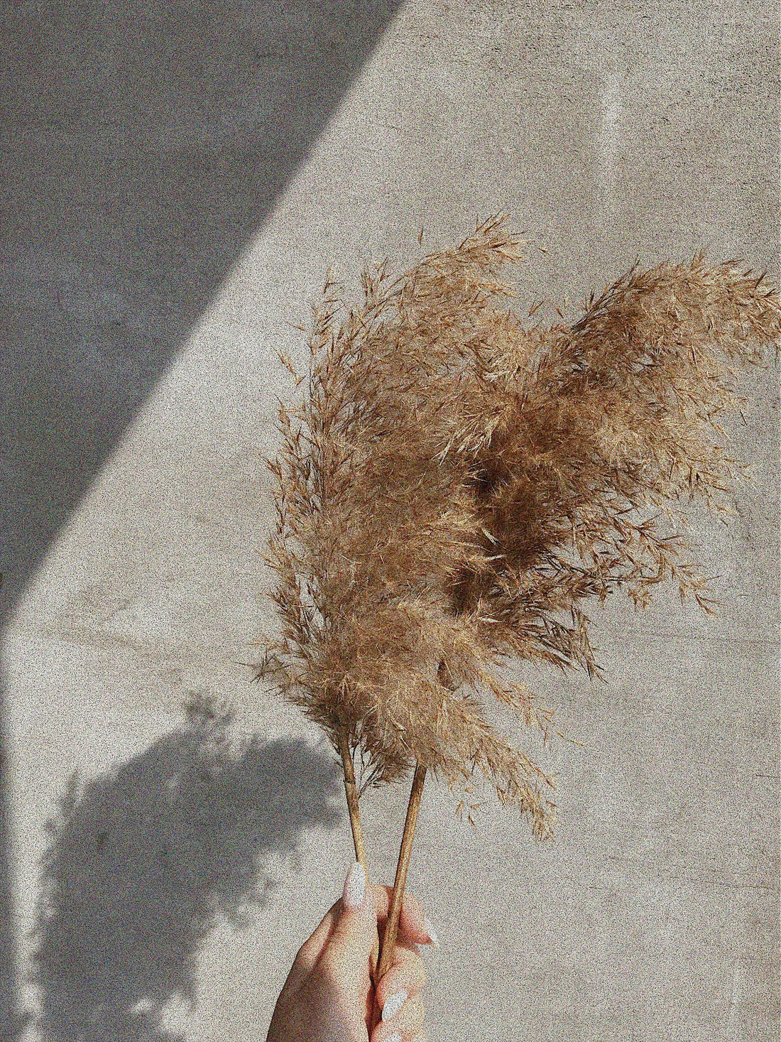 A hand holding dried pampas grass against a concrete wall