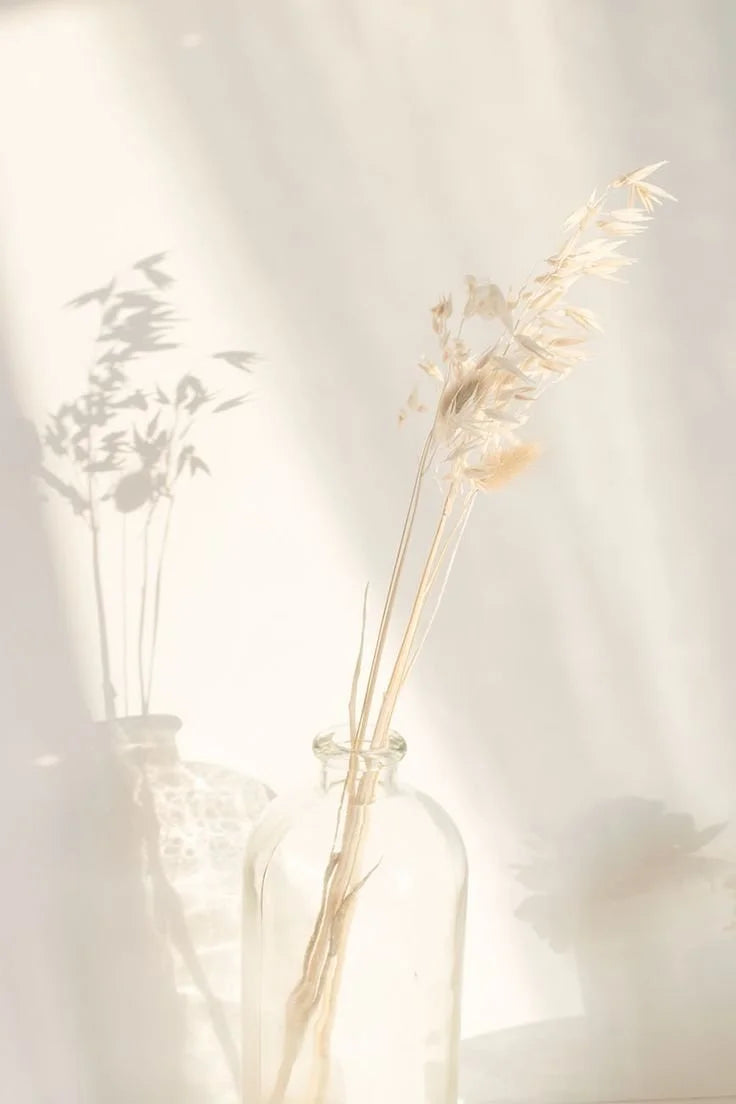 Dried grasses in glass vases in soft sunlight